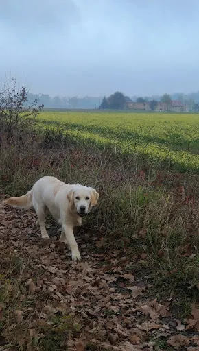 Terapia 4 Łapy – Zoopsycholog i behawiorysta psów i kotów